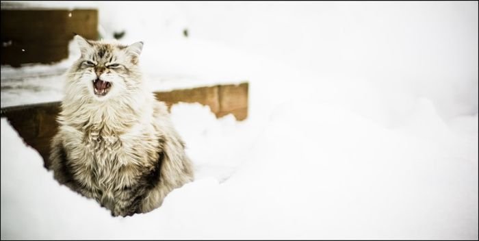 cats in the snow