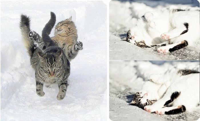 cats in the snow