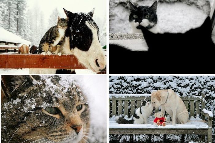 cats in the snow