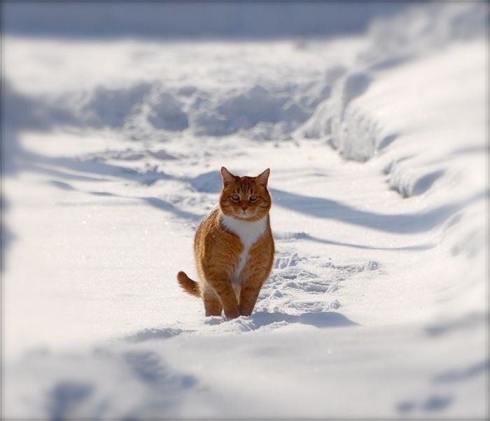 cats in the snow