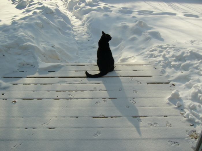 cats in the snow