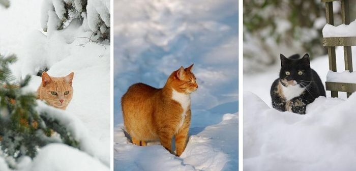 cats in the snow