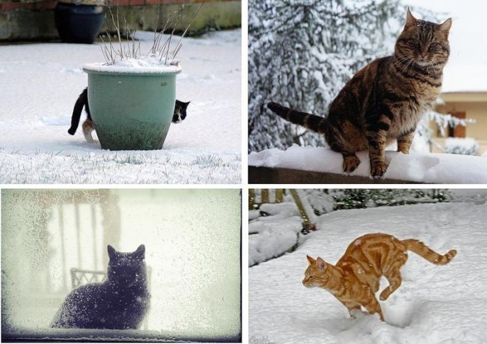 cats in the snow