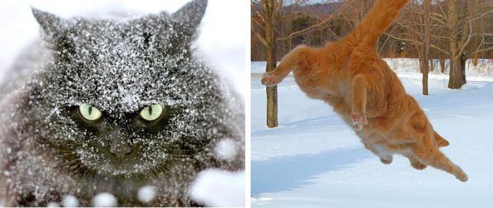 cats in the snow