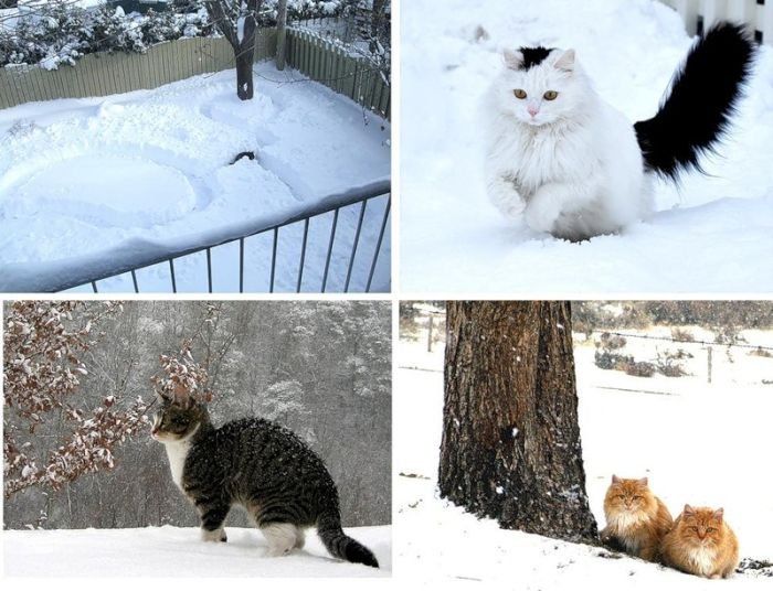 cats in the snow