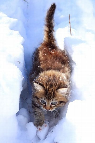 cats in the snow