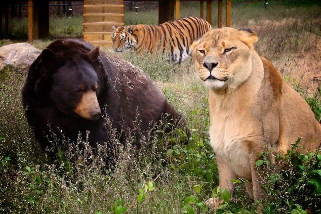 Lion (Leo), tiger (Sher Khan) and bear (Balla) living together, Lokast Grove, state of Georgia, United States