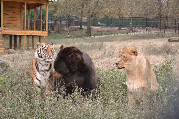 Lion (Leo), tiger (Sher Khan) and bear (Balla) living together, Lokast Grove, state of Georgia, United States