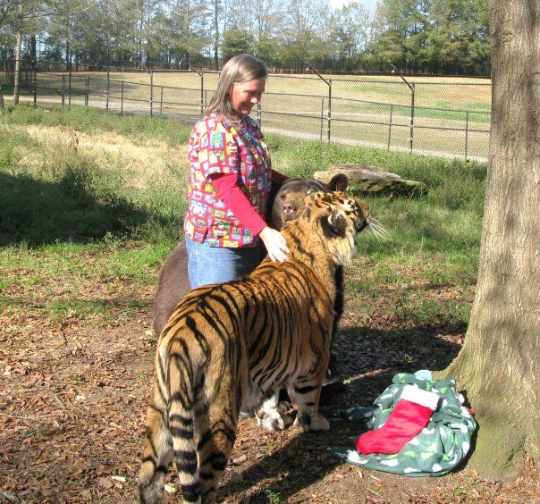 Lion (Leo), tiger (Sher Khan) and bear (Balla) living together, Lokast Grove, state of Georgia, United States