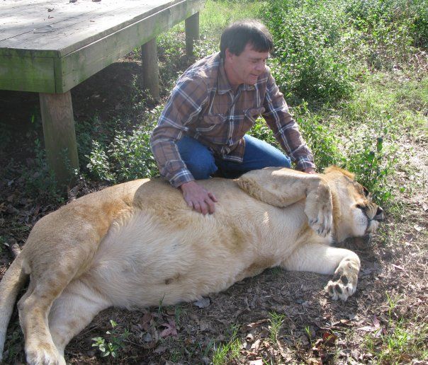 Lion (Leo), tiger (Sher Khan) and bear (Balla) living together, Lokast Grove, state of Georgia, United States