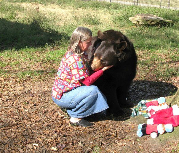 Lion (Leo), tiger (Sher Khan) and bear (Balla) living together, Lokast Grove, state of Georgia, United States