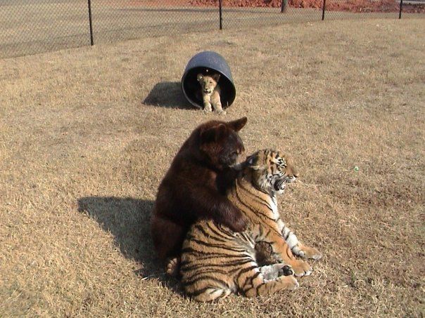 Lion (Leo), tiger (Sher Khan) and bear (Balla) living together, Lokast Grove, state of Georgia, United States