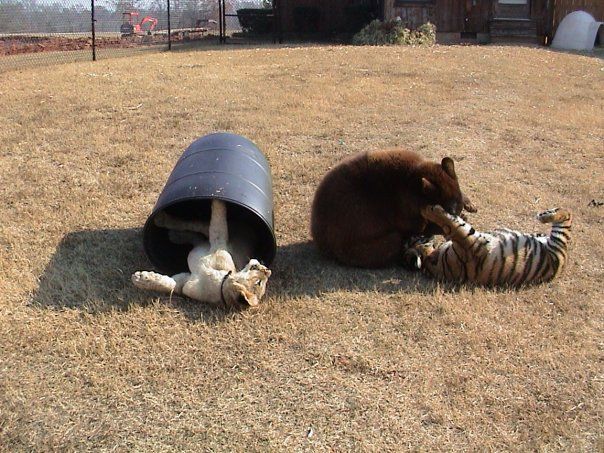 Lion (Leo), tiger (Sher Khan) and bear (Balla) living together, Lokast Grove, state of Georgia, United States