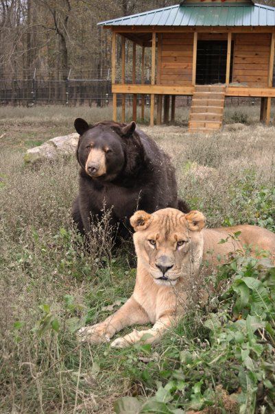 Lion (Leo), tiger (Sher Khan) and bear (Balla) living together, Lokast Grove, state of Georgia, United States