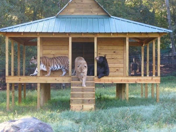 Lion (Leo), tiger (Sher Khan) and bear (Balla) living together, Lokast Grove, state of Georgia, United States