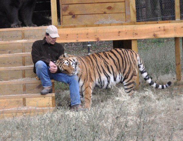 Lion (Leo), tiger (Sher Khan) and bear (Balla) living together, Lokast Grove, state of Georgia, United States