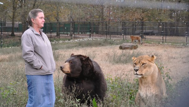 Lion (Leo), tiger (Sher Khan) and bear (Balla) living together, Lokast Grove, state of Georgia, United States