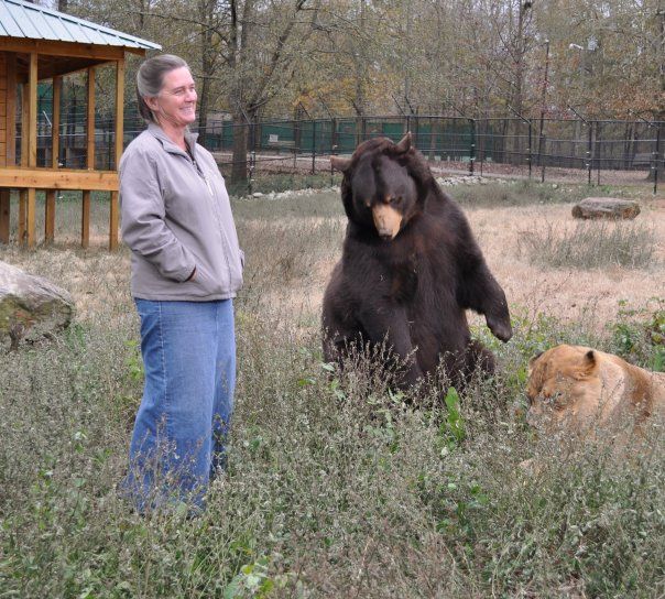 Lion (Leo), tiger (Sher Khan) and bear (Balla) living together, Lokast Grove, state of Georgia, United States