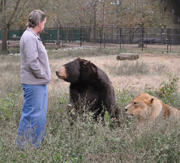 Lion (Leo), tiger (Sher Khan) and bear (Balla) living together, Lokast Grove, state of Georgia, United States