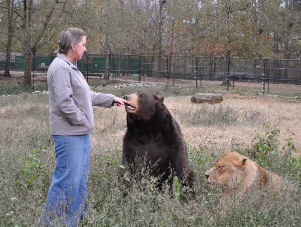 Lion (Leo), tiger (Sher Khan) and bear (Balla) living together, Lokast Grove, state of Georgia, United States