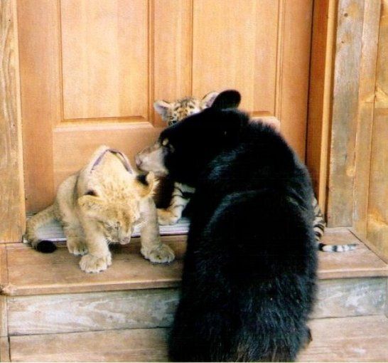 Lion (Leo), tiger (Sher Khan) and bear (Balla) living together, Lokast Grove, state of Georgia, United States