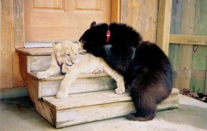 Lion (Leo), tiger (Sher Khan) and bear (Balla) living together, Lokast Grove, state of Georgia, United States