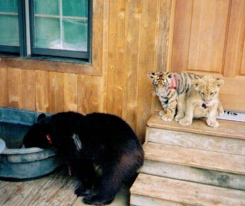 Lion (Leo), tiger (Sher Khan) and bear (Balla) living together, Lokast Grove, state of Georgia, United States