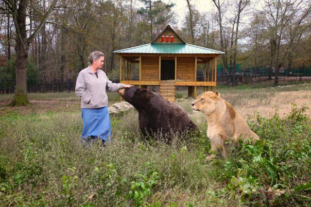 Lion (Leo), tiger (Sher Khan) and bear (Balla) living together, Lokast Grove, state of Georgia, United States