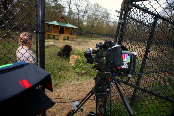 Lion (Leo), tiger (Sher Khan) and bear (Balla) living together, Lokast Grove, state of Georgia, United States