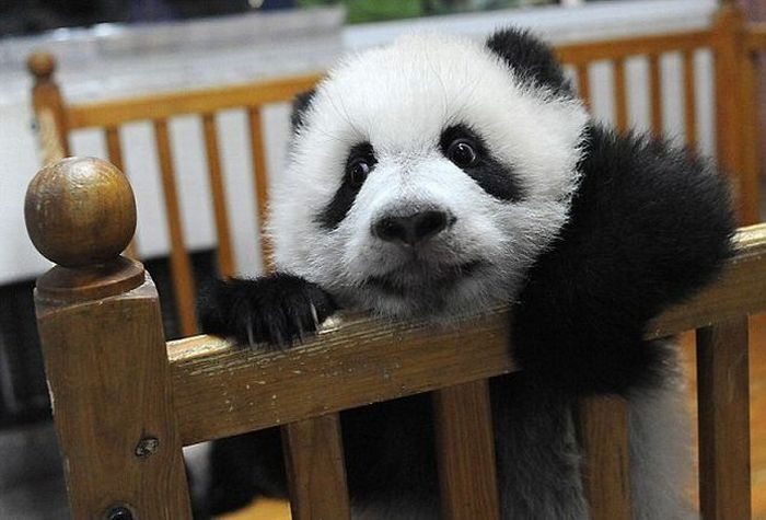 Panda trying to escape
