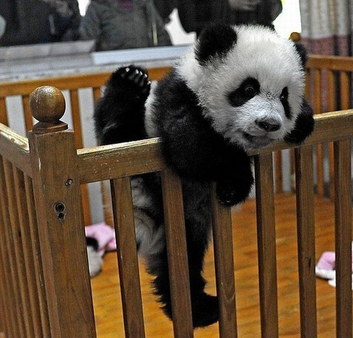 Panda trying to escape