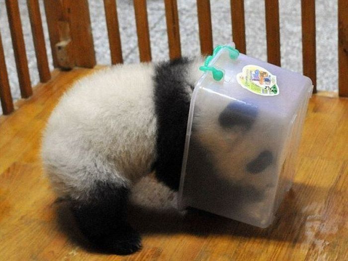 Panda trying to escape