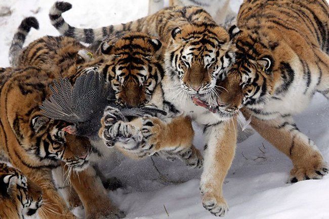 Hunting tigers, Servant Harbin Park