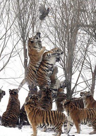 Hunting tigers, Servant Harbin Park