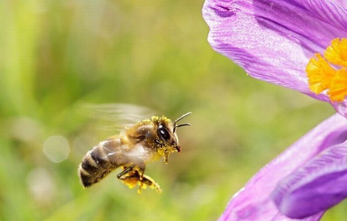 Macro shooting by Roeselien Raimond