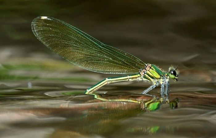 Macro shooting by Roeselien Raimond