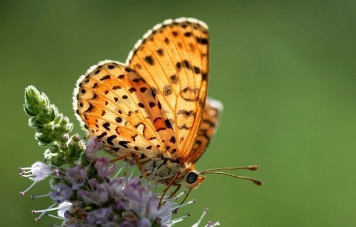 Macro shooting by Roeselien Raimond