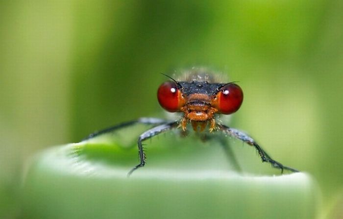 Macro shooting by Roeselien Raimond