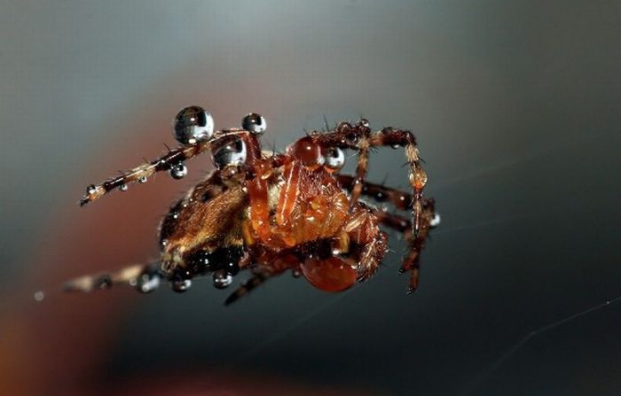 Macro shooting by Roeselien Raimond