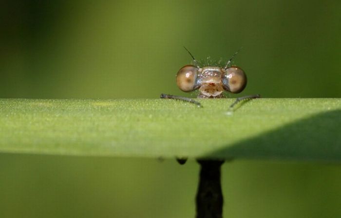 Macro shooting by Roeselien Raimond