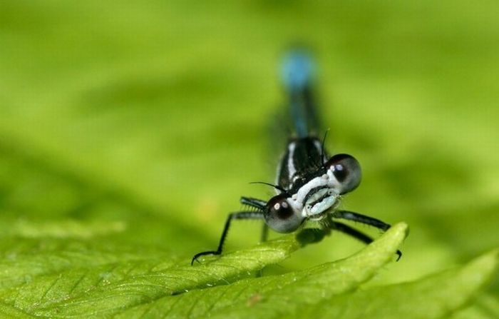 Macro shooting by Roeselien Raimond