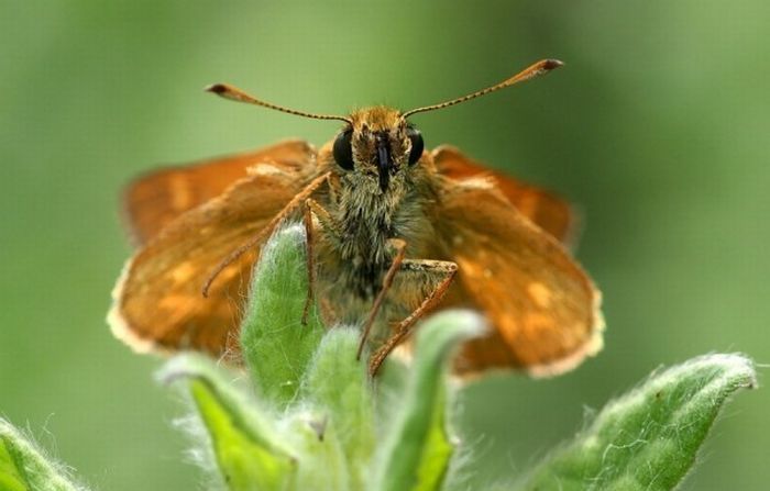 Macro shooting by Roeselien Raimond