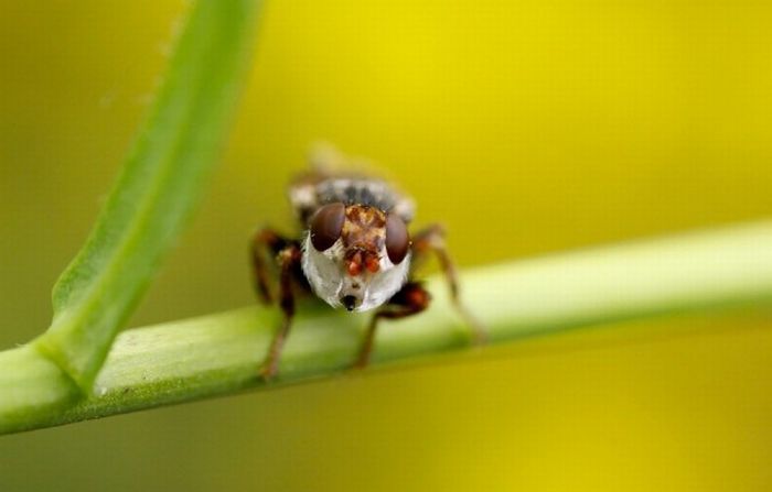 Macro shooting by Roeselien Raimond