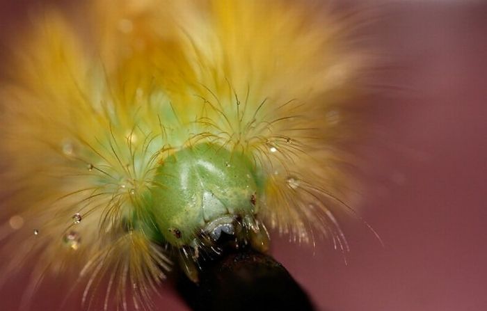 Macro shooting by Roeselien Raimond