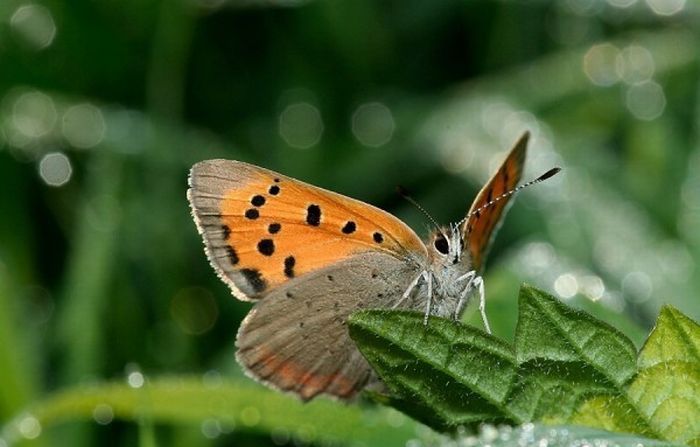 Macro shooting by Roeselien Raimond