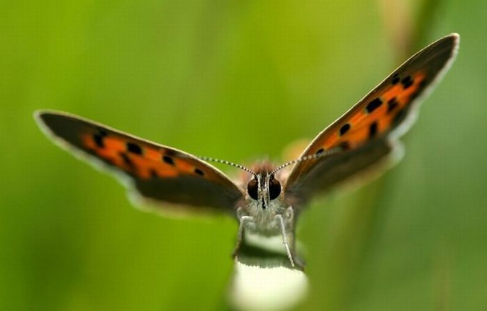 Macro shooting by Roeselien Raimond