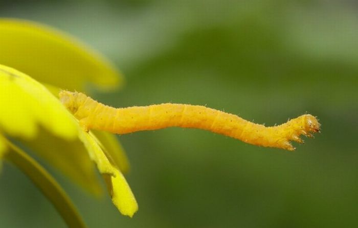 Macro shooting by Roeselien Raimond