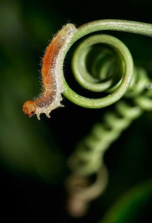 Macro shooting by Roeselien Raimond