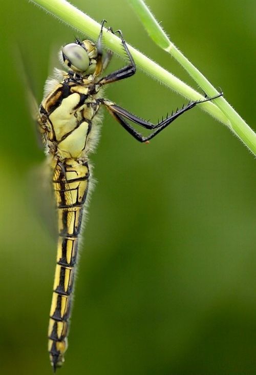 Macro shooting by Roeselien Raimond