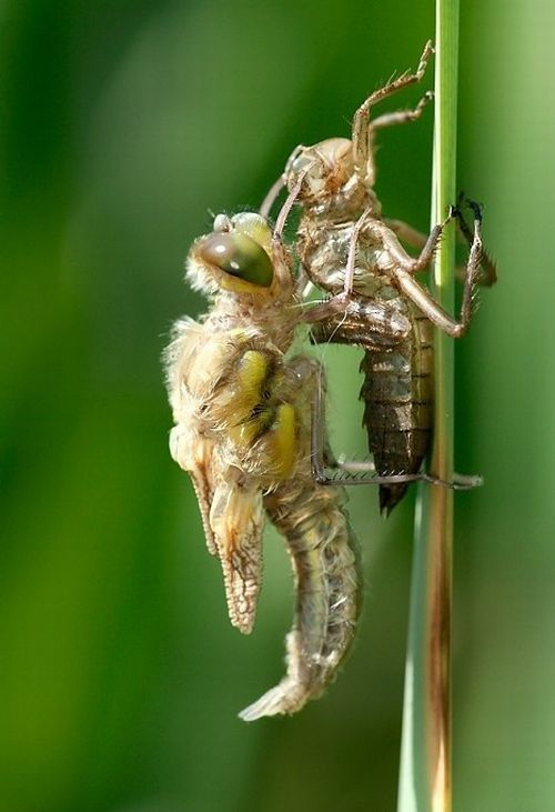 Macro shooting by Roeselien Raimond